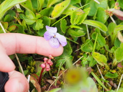 Viola langsdorffii
