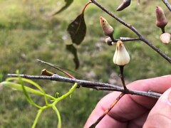 Eucalyptus interstans
