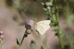 Colias alexandra
