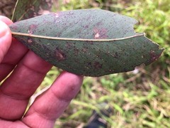 Eucalyptus interstans