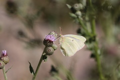 Colias alexandra
