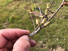 Eucalyptus interstans