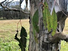 Eucalyptus interstans