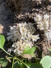 Pityopus californicus