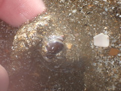 Amalda depressa