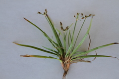 Fimbristylis decipiens