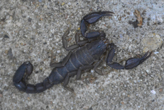 Pseudouroctonus reddelli