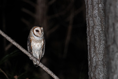 Tyto novaehollandiae