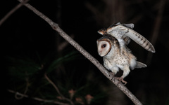 Tyto novaehollandiae