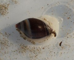 Amalda depressa