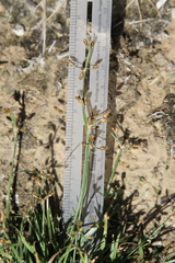 Fimbristylis decipiens
