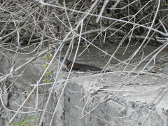 Sceloporus mucronatus