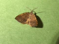 Mellilla xanthometata