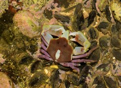 Epialtus brasiliensis