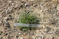 Fimbristylis decipiens