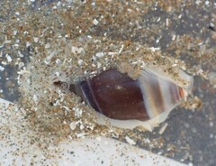 Amalda depressa