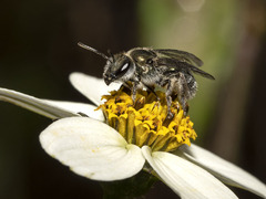 Lasioglossum chalcodes