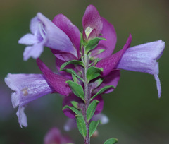 Prostanthera magnifica