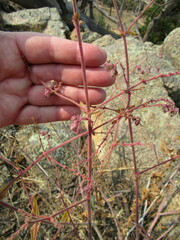 Mirabilis hirsuta