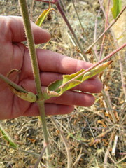 Mirabilis hirsuta