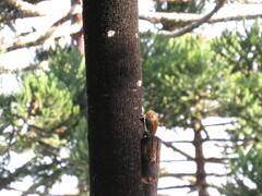 Lepidocolaptes falcinellus