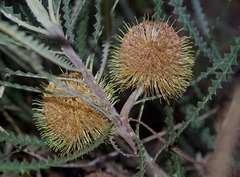 Banksia candolleana