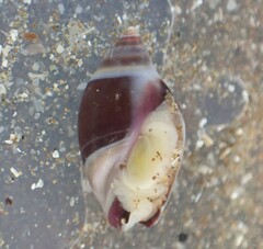 Amalda depressa
