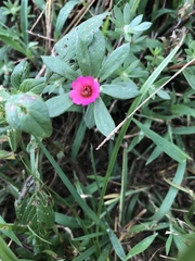 Portulaca amilis