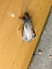 Litoprosopus futilis