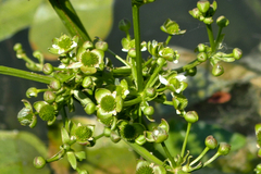 Echinodorus berteroi