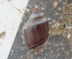 Amalda depressa