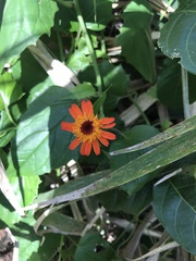 Pseudogynoxys benthamii