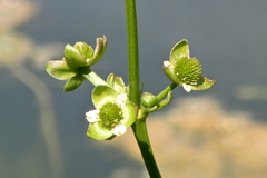 Echinodorus berteroi