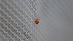 Ruborridion musivum