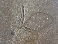 Amalda depressa