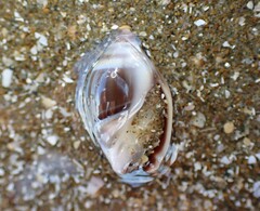 Amalda depressa