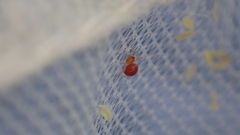Ruborridion musivum