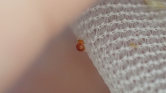Ruborridion musivum