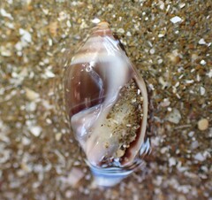 Amalda depressa