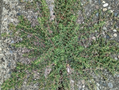 Euphorbia maculata