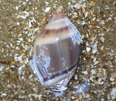 Amalda depressa