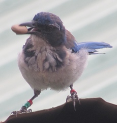 Aphelocoma insularis