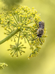 Colletes dimidiatus
