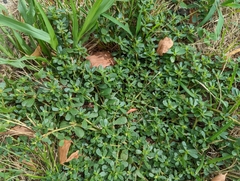 Portulaca oleracea