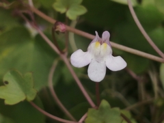 Cymbalaria muralis