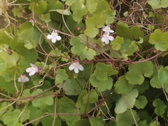 Cymbalaria muralis