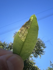 Leucoptera laburnella