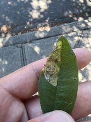 Leucoptera laburnella
