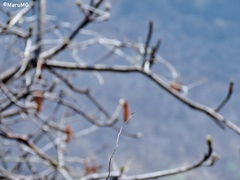 Pseudobombax palmeri