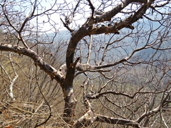 Pseudobombax palmeri